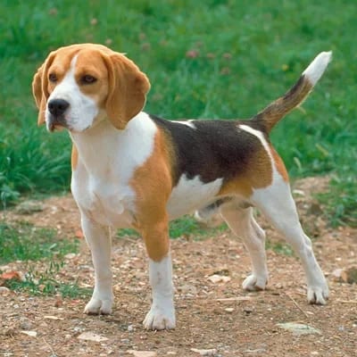 Arlo