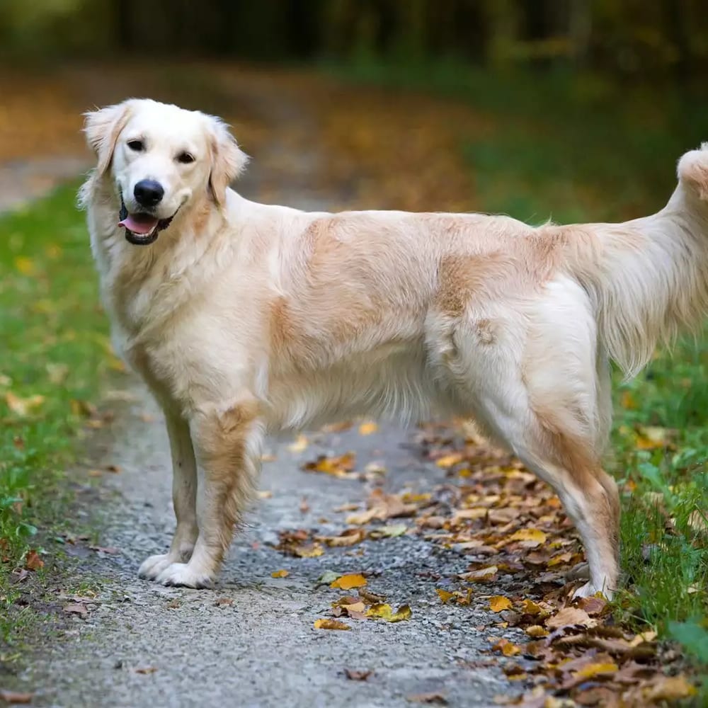 domino